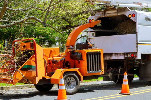 Beech Island, SC Tree Removal and Landscaping Services Company